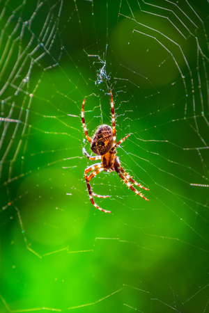 Spider on spider web with green background. Closeup of a brown spider isolated on green background. Spider close-up on a green background.の写真素材