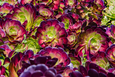 Houseleek plant background. Sempervivum tectorum nature texture. Many flowers Succulent plant background. Large and small Succulent plant on sunny day, top view. Bright natural background.の写真素材