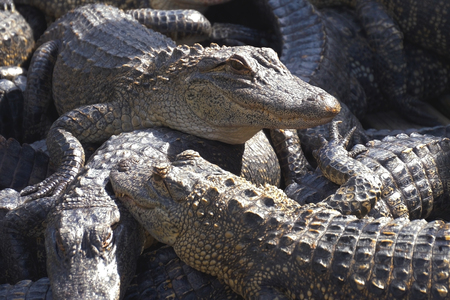 Alligators crouch along one another and are interwoven with bodies. Aligators breeding farm in the...