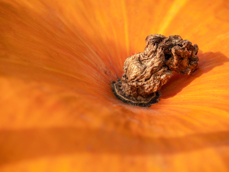 Abstract Textured Background of a Pumpkin. Orange pumpkin texture. Close up of pumpkin texture. Pumpkin skin.の写真素材
