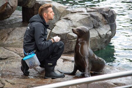 Bergen, Norway - Jule, 2016: Seal with a trainer in the zoo. The trainer commands the fur seal with...