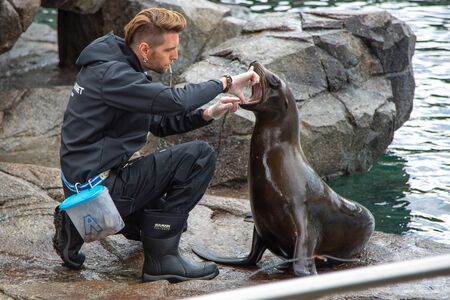 Bergen, Norway - Jule, 2016: Seal with a trainer in the zoo. The trainer looks into the mouth of a fur seal.のeditorial素材