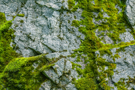 Moss on a rock face. Relief and texture of stone with patterns and moss. Stone natural background. Stone with Moss.の写真素材