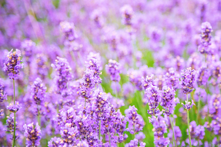 Lavender field at summer sunset. Close up of lavender flower over blurred background. Soft and blur style for background. Lavender flower on the field. Shallow depth of fieldの写真素材