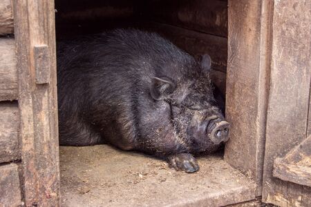 Sow resting in a wooden shed. Pot-bellied pig is in the barn. Big Black Pig sleeping in sty at farm. Pig Farming Is Raising And Breeding Of Domestic Pigs.の写真素材