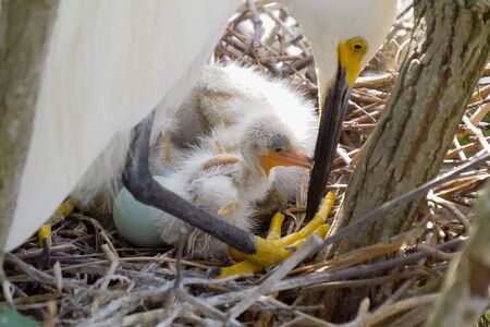 Great white egret takes care of its chicks. Young chicks egret fools in nest. Mother great white egret standing watch over the chick in their nest. Great Egret nest with young chicks. Birds nest.の写真素材