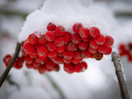 Bunch of red mountain ash under the snow. Winter ashberry under the snow close up. Groups of bright red berries, mountain ash. Red rowanberry under snow, background, mountain ash, hawthorn. Close upの写真素材