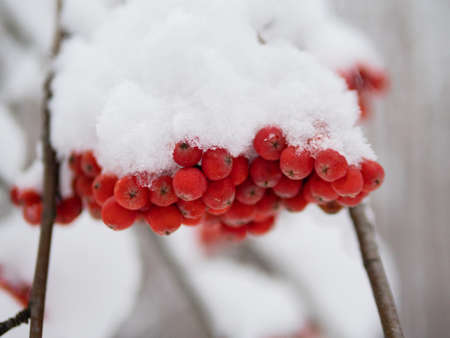 Winter ashberry under the snow close up. Groups of bright red berries, mountain ash. Red rowanberry under snow, background, mountain ash, hawthorn. Close upの写真素材
