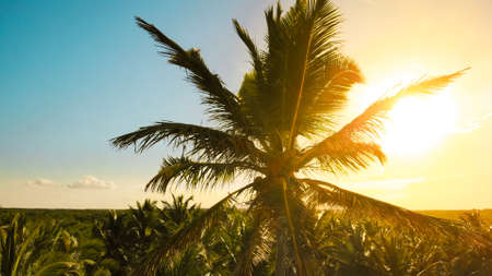Palm trees at sunset light. Coconut palm trees, beautiful tropical background. View of palm trees against the sky. Palm trees sunset golden blue sky backlight in mediterranean. lens flare effect.の写真素材