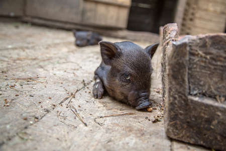Black mini pig of the Vietnamese breed on sty. Curious little piglet on a farm looking at the camera. Pig Farming Is Raising And Breeding Of Domestic Pigs. Curious Pet baby pig.の写真素材