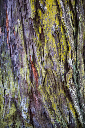 tree bark texture. Old wood tree bark texture with green moss. Texture of big old tree bark covered with green moss.の写真素材