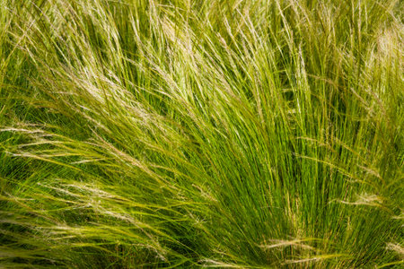 Feather grass steppe closeup. Wind blowing feather grass, green background. Feather grass at park during wind. Feather-grass flutters in the wind and shines in the sun's rays. Natural conceptの写真素材