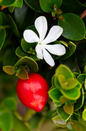 Carissa carandas flower and fruit. Carissa Grandiflora. Carissa macrocarpa. Natal Plum Carisse. Carissa carandas, Carunda, Koromcha fruit tree, tropical citrus karandaの写真素材