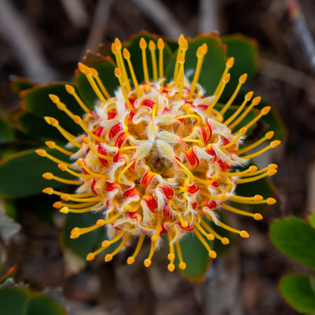 Leucospermum flower, also known as a pincushion. Pincushion Protea - Leucospermum. Orange Tropical Flower, Close-up.の写真素材