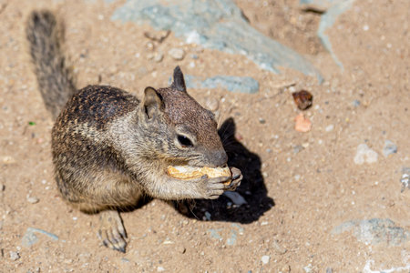 Squirrel eating nut sitting on stone closeup.の写真素材