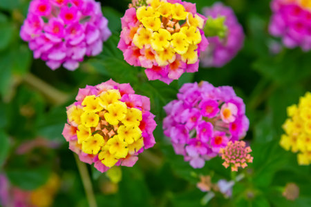 Closeup of a pink and yellow lantana flower, soft focusの写真素材