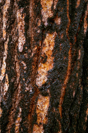 Burnt bark of sequoia, closeup. Black Burnt Tree Bark in Sequoia National Park. Burned bark of a coastal redwood tree in northern California. Sequoia wood texture and background - redwood tree barkの写真素材