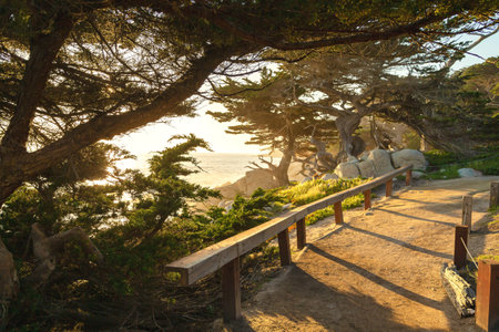 Avenue of cypresses near Pubble Beach at sunset. Viewpoint Pebble Beach Monterey California. Landscape of California on coastline at sunset. Monterey 17 Mile Drive. Cypresses on Pacific Ocean's shoreの写真素材