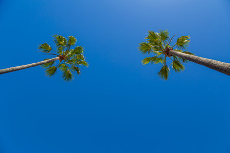 Two palm trees against a blue sky, bottom view. View from bottom on top of palm tree with sky and clouds. Bottom view texture of trunk of palm trees on background of palm leaves and blue sky.の写真素材