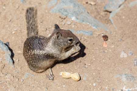 Squirrel eating nut sitting on stone closeup.の写真素材