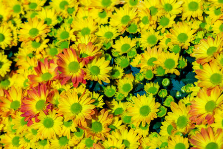 Yellow blooming chrysanthemums top view background. Yellow chrysanthemum flower background full frame. Bright yellow chrysanthemum flowers bouquet top view close-up. Natural, colorful background.の写真素材
