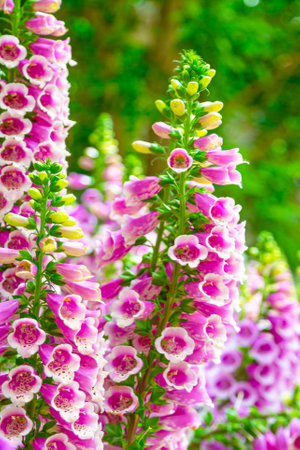Digitalis purpurea - Roter Fingerhut. Purple foxglove. Beautiful purple foxglove flowers blossoming in garden on sunny summer day. Digitalis purpurea blooming on a flower bed. Digitalis in blossomの写真素材