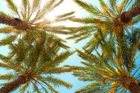 View from bottom on top of palm tree with sky and sun. Travel destinations. Bottom view texture of trunk of palm tree on background of palm leaves and blue sky. Travel concept to exotic countries.の写真素材