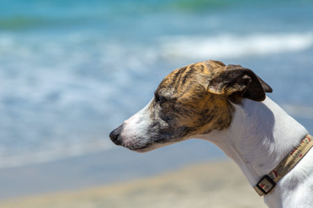 Whippet dog with a brindle and white coat enjoys the beach breeze. The Whippet gazes into the...