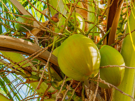 Green Coconuts Background Texture, Closeup. Coconuts hang from a tropical palm tree background. Green coconuts used for background design. Close up Green coconuts. Green coconut backgrounds textured.の写真素材