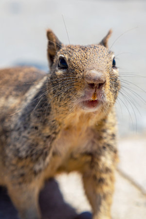 Curious squirrel stares directly into the camera with wide eyes. The squirrel's face and fur details are clearly visible. A squirrel looking at the camera creates a charming wildlife moment.の写真素材