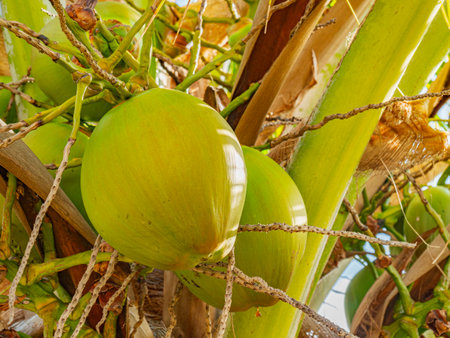 Close-up of green coconuts growing on tropical palm tree, Background Texture, Closeup. Green coconuts hang from a tropical palm tree, bright sunlight. Fresh green coconuts grow on a tropical palm treeの写真素材