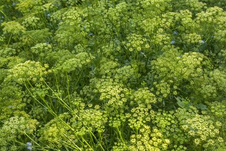 Organic dill flower field