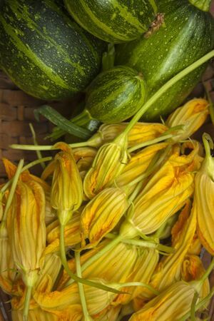 Organic zucchini with zucchini flowerの写真素材