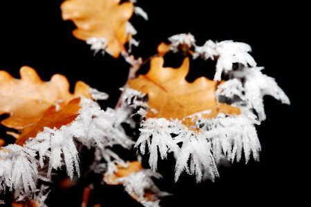 glaze winter ice crystal abstract background detail leaf natureの写真素材