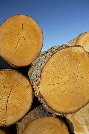 Dead trees, wooden,wood, trunks