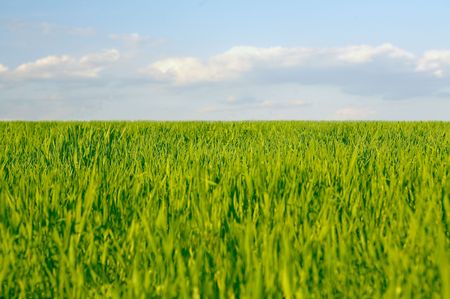 green field and sky horizon の写真素材