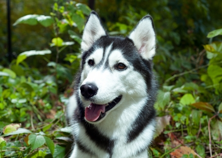 Portrait of a Husky dog outdoorsの写真素材