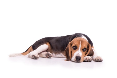 Portrait of little sad Beagle  in front of white background