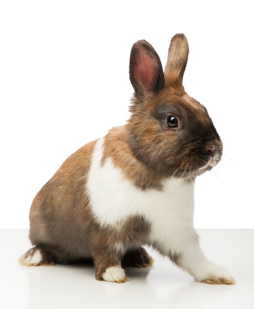 Cute little brown bunny sitting isolated on white backgroundの写真素材