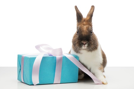 Cute little brown bunny sitting near blue present box. Concept for holidaysの写真素材