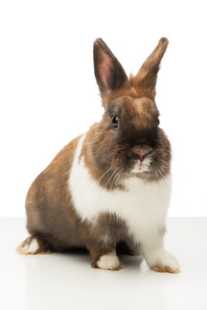 Little brown bunny sitting isolated on white backgroundの写真素材