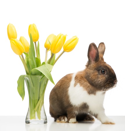 Cute little brown bunny sitting near vase with yellow tulips. Isolated on white backgroundの写真素材
