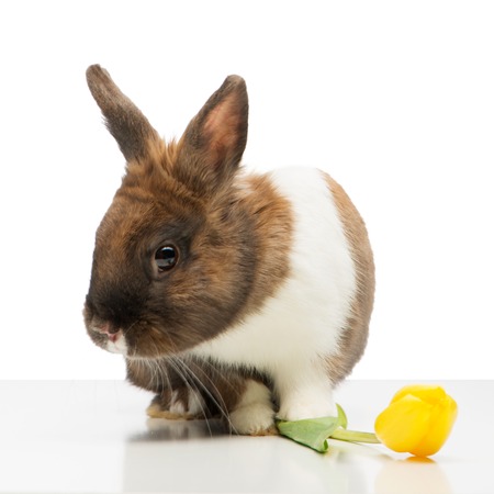 Little brown bunny sitting near yellow tulip. Isolated on white backgroundの写真素材