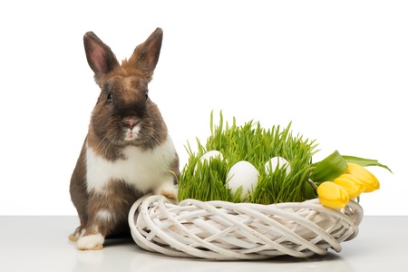 Little brown bunny sitting near white wicker box with yellow tulips and eggs. Concept for Easterの写真素材