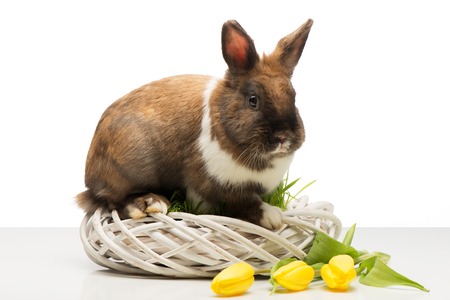 Little brown bunny sitting on white wicker box with yellow tulipsの写真素材