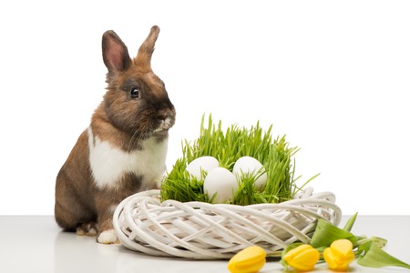 Brown bunny sitting near white wicker box with yellow tulips and eggs. Concept for Easterの写真素材