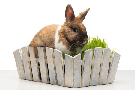 Brown bunny sitting in white pot with grass. Isolated on white backgroundの写真素材
