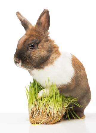 Cute little brown bunny sitting on white background with its paw on a slice of grassの写真素材