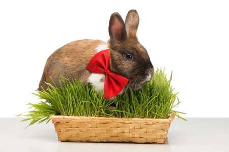 Cute little brown bunny wearing a red bow tie and sitting in box of grassの写真素材