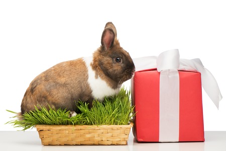 Cute little brown bunny sitting in grass near present box with white ribbon. Concept for holidaysの写真素材